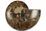 Cut & Polished Ammonite Fossil (Half) - Madagascar #318059-1
